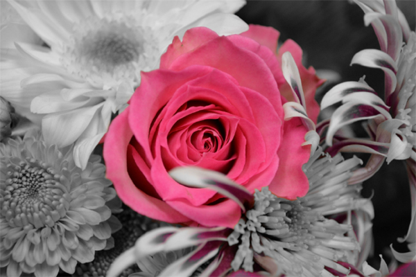 fiore di rosa tra fiori grigi
